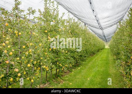 Ein ruhiger Blick auf einen Apfelgarten mit Reihen üppiger, grüner Apfelbäume voller reifer Früchte unter einem Schutznetz. Der Grasweg addiert sich zu t Stockfoto