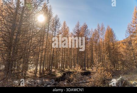 Sonnenlicht zieht durch einen Wald aus herbstfarbenen Lärchen in den Alpen und strahlt ein warmes Leuchten aus. Die ruhige Landschaft fängt das Wesen des Einfalls ein Stockfoto