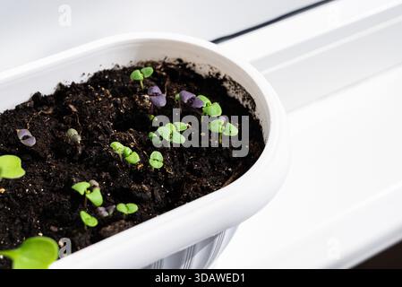 Junge Kräuterkeimlinge sprießen in einem Pflanzgefäß auf einem hellen Balkon und zeigen das Potenzial der Gartenarbeit in Innenräumen. Frische grüne Blätter kommen aus dem Boden, bereit für Stockfoto