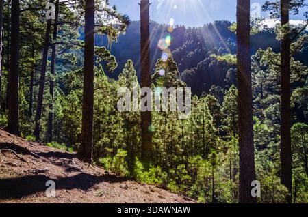 Sonnendurchfluteter kanarischer Kiefernwald im Hochland von Teneriffa mit dichter Vegetation, hohen Bäumen und Flechten, die an den Ästen hängen. Stockfoto