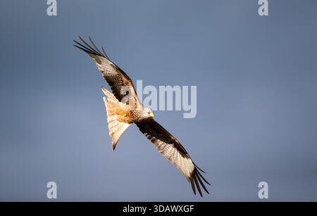 Nahaufnahme eines Roten Drachen (Milvus milvus), der im Flug gegen den blauen Himmel, Großbritannien, schwingt. Stockfoto