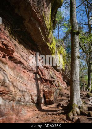 Majestätisches Altschlossfelsen: Riesensandsteinformation im Pfälzerwald und Elsässer Grenze, Deutschland Stockfoto
