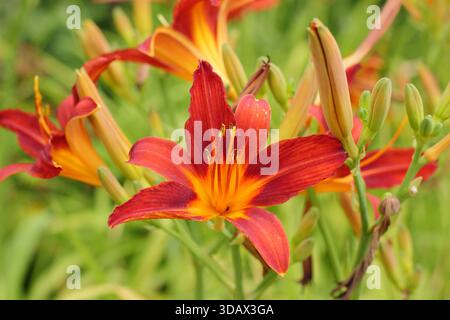 Hemerocallis 'Sammy Russell' Taglilie mit leuchtend orangefarbenen Blüten im Spätsommer. Kopierbereich Stockfoto