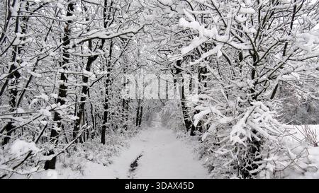 Isolierter Fußweg durch einen magischen, schneebedeckten Wald Stockfoto