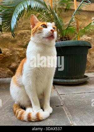Die süße weiße Ingwerkatze sitzt auf der Straße in Kotor Stockfoto