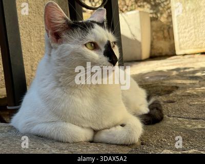 Weiße Katze mit schwarzer Nase, die auf der Straße in Kotor liegt Stockfoto