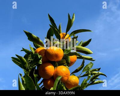 Mandarine reife Orangenfrüchte auf Baum I Stockfoto