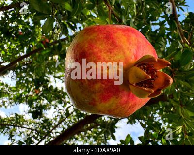 Granatapfel reife Früchte am Baum Stockfoto