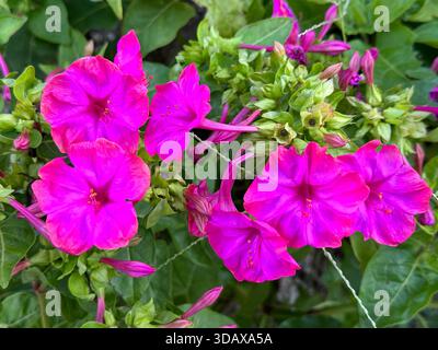 Mirabilis jalapa um vier Uhr Blume oder Wunder von Peru Stockfoto