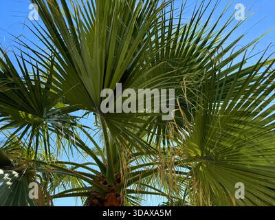 Palmenblättern gegen den blauen Himmel Stockfoto