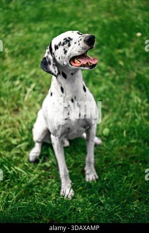Ein dalmatinischer Hund sitzt auf dem Gras und schaut in die Kamera. Der Hund hat eine schwarze Nase und lächelt Stockfoto