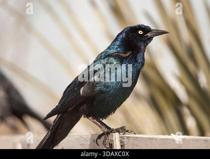 Männliche Bootsschwanzgrackle (Quiscalus Major), die im Frühjahr am Shem Creek in Mount Pleasant, South Carolina, auf dem Geländer der Promenade thronten. Stockfoto