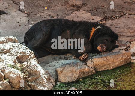 Ein Schwarzbär schläft auf einem Felsen. Der Bär liegt auf der Seite und hat seine Pfoten auf dem Gesicht Stockfoto