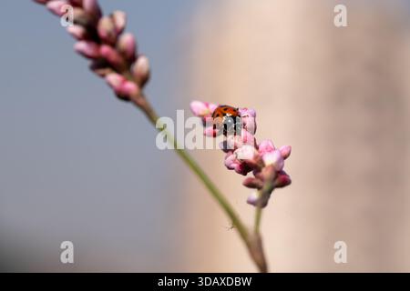 Makroaufnahme von Variegated Lady Beetle (Hippodamia variegata) auf einer Persicaria- oder Knotenblume Stockfoto