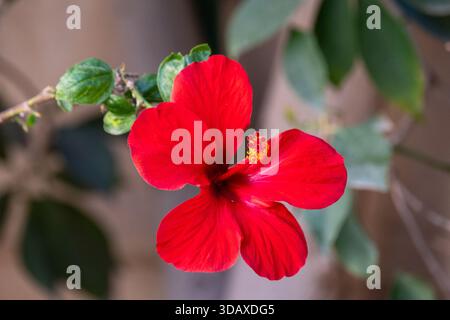 Rote Hibiskusblüte (Hibiscus rosa‑sinensis) in voller Blüte auf Sträuchern, Garten in Kairo, Ägypten Stockfoto