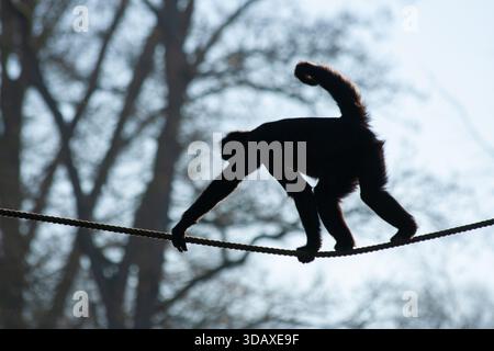 Schwarzköpfiger Spinnenkäffchen gegen das Licht, das im Wald ein Seil hochklettert (Ateles fusciceps). Stockfoto