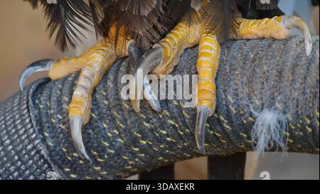 Eine Nahaufnahme oder ein Seeadlerkrallen im Las Águilas-Dschungel Park, einem zoologischen und botanischen Park in der Nähe des Strands Los Cristianos auf Teneriffa. Stockfoto