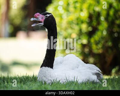 Ein weißer und schwarzer Schwan liegt auf dem Gras. Der Schwan hat einen rosa Schnabel und schaut nach oben Stockfoto