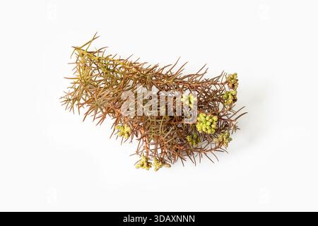 Cryptomeria japonica oder japanischer Zedernzweig mit braunen Nadeln und kleinen grünen Knospen isoliert auf weißem Hintergrund Stockfoto
