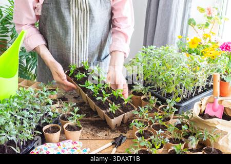 In einem sonnigen Innenraum pflanzt ein Mann sorgfältig junge Pfefferpflanzen in umweltfreundliche Töpfe um, demonstriert Gartenkunst und fördert das Pflanzenwachstum Stockfoto