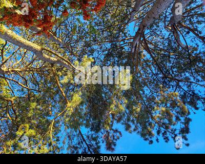 #,Titel 1,Eibenzweige Red Arils 2,Nadeldach Blue Sky 3,Red Beries Pine Nadles 4,Upward Yew Tree View 5,Evergreen Laub Red Fruits 6,Taxus Ba Stockfoto