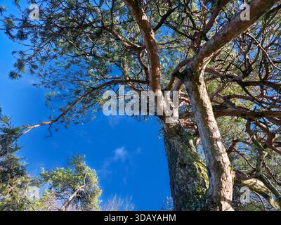 Niedriger Winkel von verdrehten Kiefernstämmen vor klarem blauem Himmel Stockfoto