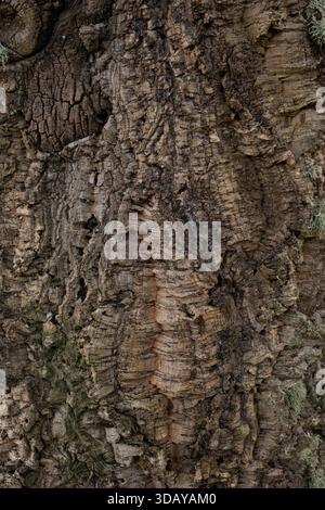 Detail der Quercus suber Jungfrau-Korkrindenstruktur Stockfoto