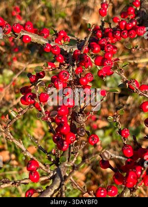Leuchtend rote Beeren auf Pyracantha oder Cotoneaster Bush im Herbst Winter Stockfoto