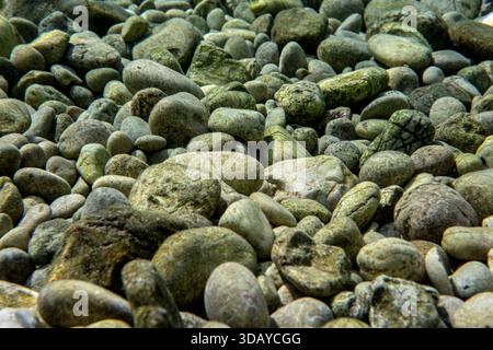 Kleine runde Felsen oder Kieselsteine mit grünen Algen bedeckt, Nahaufnahme unter Wasser Stockfoto