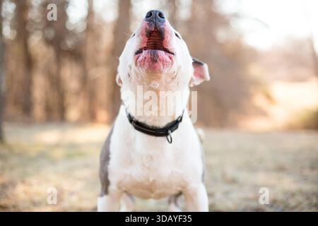 Ein grau-weißer Pit Bull Terrier gemischter Hund heult oder bellt mit erhobenem Kopf Stockfoto