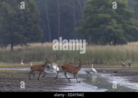 Ein Rothirsch (Cervus elaphus) mit einem sehr späten Kalb, im September haben Kälber, die im Mai und Juni geboren wurden, längst die Lichtflecken im Fell verloren und rausgerissen Stockfoto