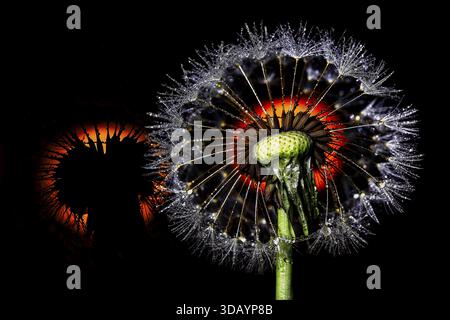 Mehrfachbelichtung, Makroaufnahme, Löwenzahn mit Sperma und Wassertropfen, glänzendes Silber, Hintergrundbeleuchtung und Hintergrund, ergänzende Farben Orange-Rot und g Stockfoto