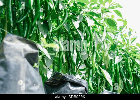 Frische grüne Chilischoten, die auf gesunden Pflanzen wachsen, in einem modernen Anbausystem mit Zuchttüten und Tropfbewässerung. Stockfoto