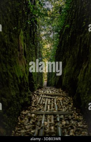 Hölzerne Promenade Pfad umgeben von dichter grüner Waldvegetation Stockfoto