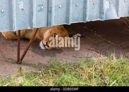 Im Serengeti-Nationalpark in Tansania ruht eine Löwin im Schatten und sucht eine Pause von der Hitze. Stockfoto