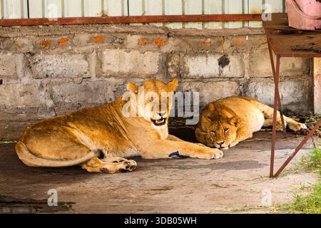 Zwei Löwen ruhen im Schatten des Serengeti-Nationalparks in Tansania, um sich von der afrikanischen Sonne zu erholen. Stockfoto