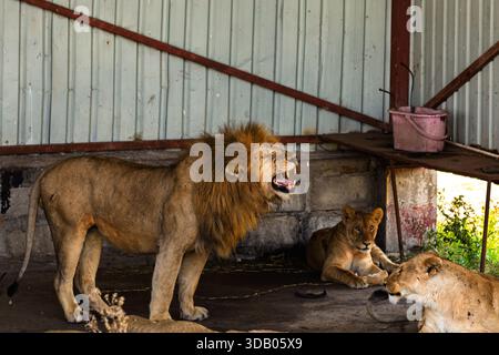 Ein männlicher Löwe brüllt und zeigt Dominanz, während Löweninnen und Jungtiere sich in der Nähe im Serengeti-Nationalpark in Tansania entspannen. Stockfoto