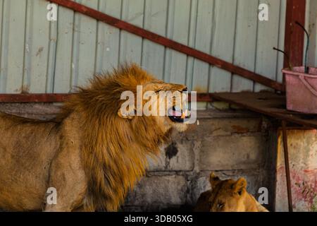 Ein männlicher Löwe brüllt im Serengeti-Nationalpark in Tansania, möglicherweise um Dominanz zu behaupten oder mit seinem Stolz zu kommunizieren. Stockfoto