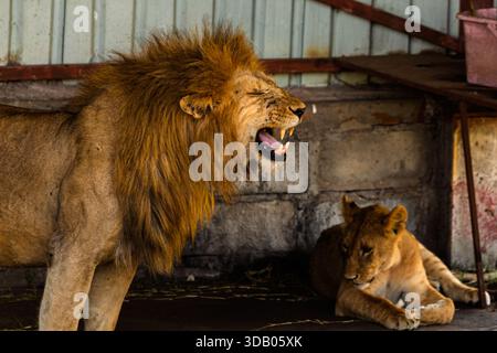 Ein männlicher Löwe brüllt in der Nähe einer ruhenden Löwin im Tansania Serengeti Nationalpark. Das Display des Mannes könnte für Dominanz oder Kommunikation sein. Stockfoto