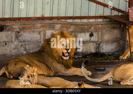 Ein männlicher Löwe brüllt, während er sich mit seinem Stolz im Serengeti-Nationalpark in Tansania ausruht. Stockfoto
