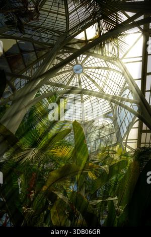 Sonnenlicht durch Glas und Blätter im Gewächshaus des Botanischen Gartens Curitiba - Paraná, Brasilien Stockfoto