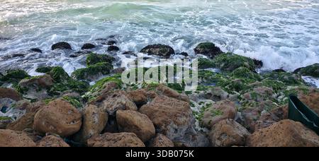 Sea Rocks, Sea Weeds und Sea Shells an der Küste von Alexandria mit Wellen / Eine natürliche Küstenszene von der Küste von Alexandria mit Meeresfelsen, Stockfoto