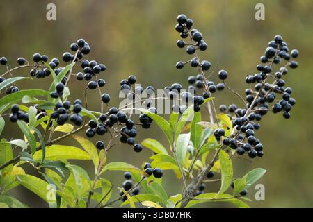 Privet Ligustrum vulgare Beeren Stockfoto