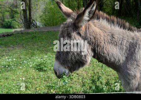 Junger Esel isst frisches Gras im Frühling Stockfoto