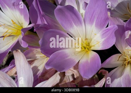 Colchicum speciosum ist eine farbenfrohe, offene, auffällige Herbstkrokusblume, die in einer detaillierten Nahaufnahme erscheint. Stockfoto