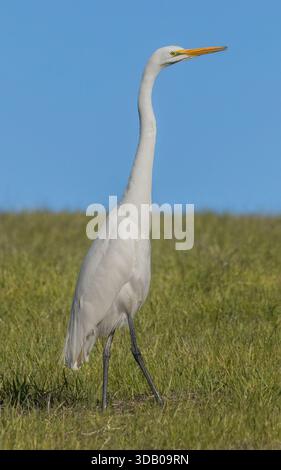 Großreiher nicht-züchtige Erwachsene Futtersuche im Grasland. Arastradero Preserve, Santa Clara County, Kalifornien, USA. Stockfoto