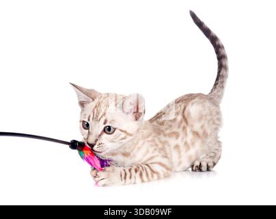 Bengal Katze vor weißem Hintergrund Stockfoto