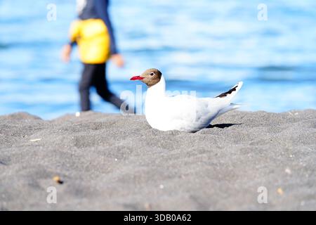 Una gaviota capuchina descansa en el lago y una persona pasa caminando en el fondo de la imagen. Stockfoto