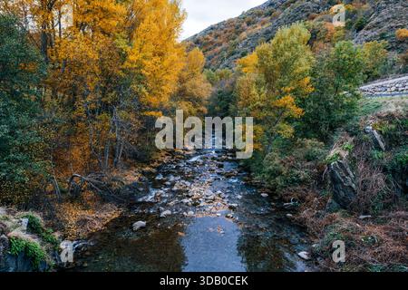 Der Rocky River Fließt Durch Die Landschaft Des Herbstwaldes Mit Gelben Bäumen Stockfoto