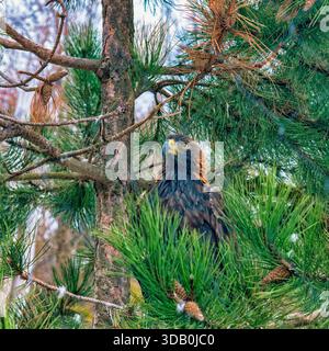 Adler im Baum - verschiedene Stockfoto